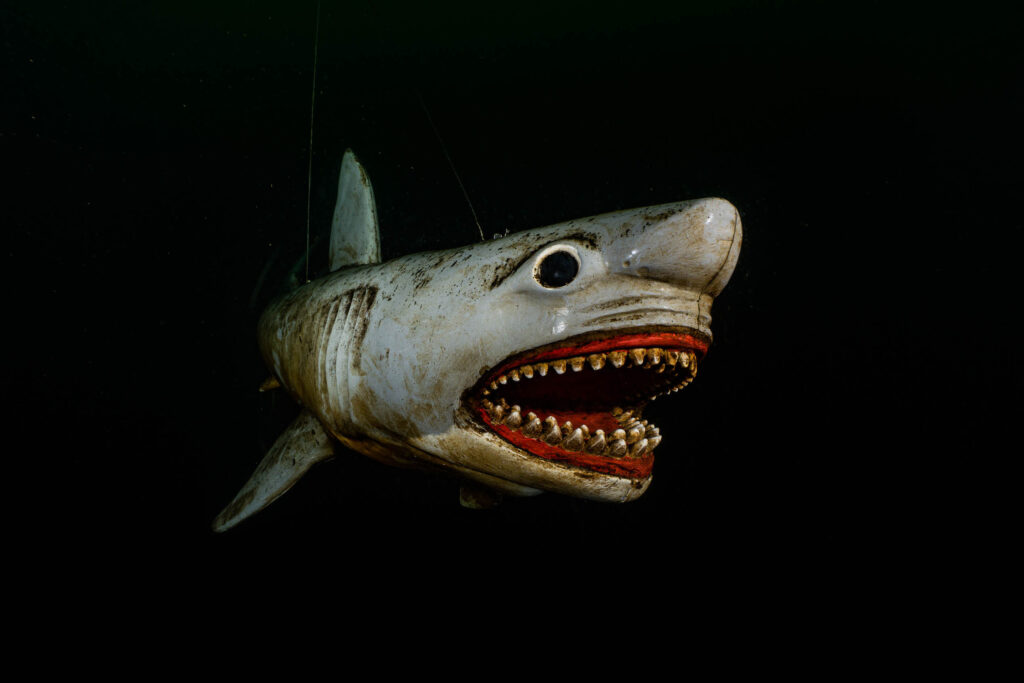 luke_divewalker_lukasz_metrycki_underwaterphotography_shark
