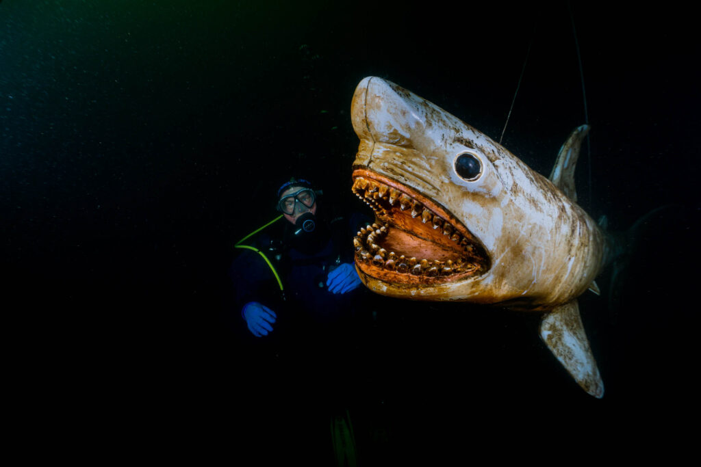 luke_divewalker_lukasz_metrycki_underwaterphotography_shark