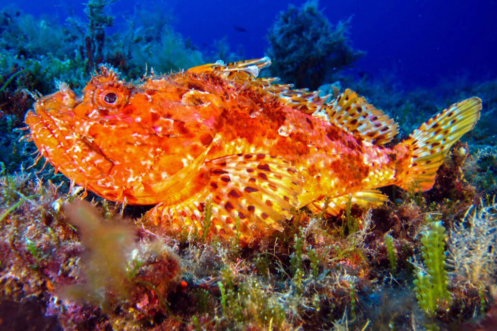 luke_divewalker_lukasz_metrycki_underwaterphotography_scorpionfish