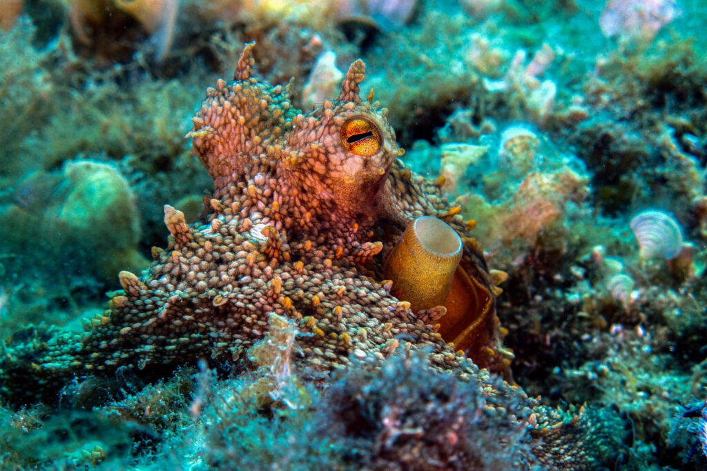 luke_divewalker_lukasz_metrycki_underwaterphotography_octopus