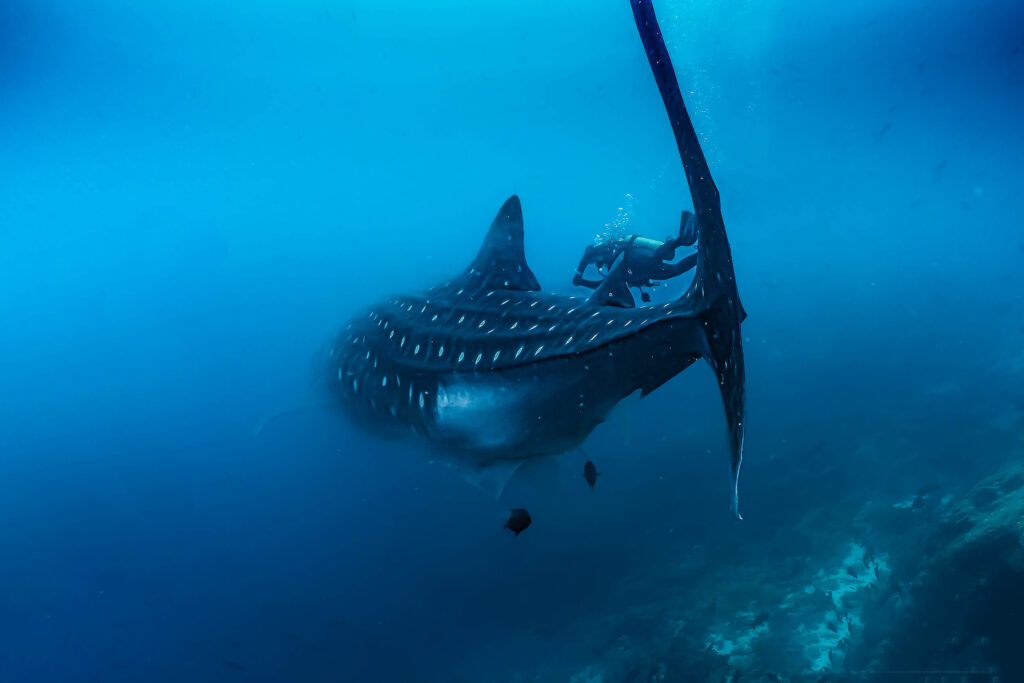 luke_divewalker_lukasz_metrycki_underwaterphotography_galapagos_whaleshark_diver
