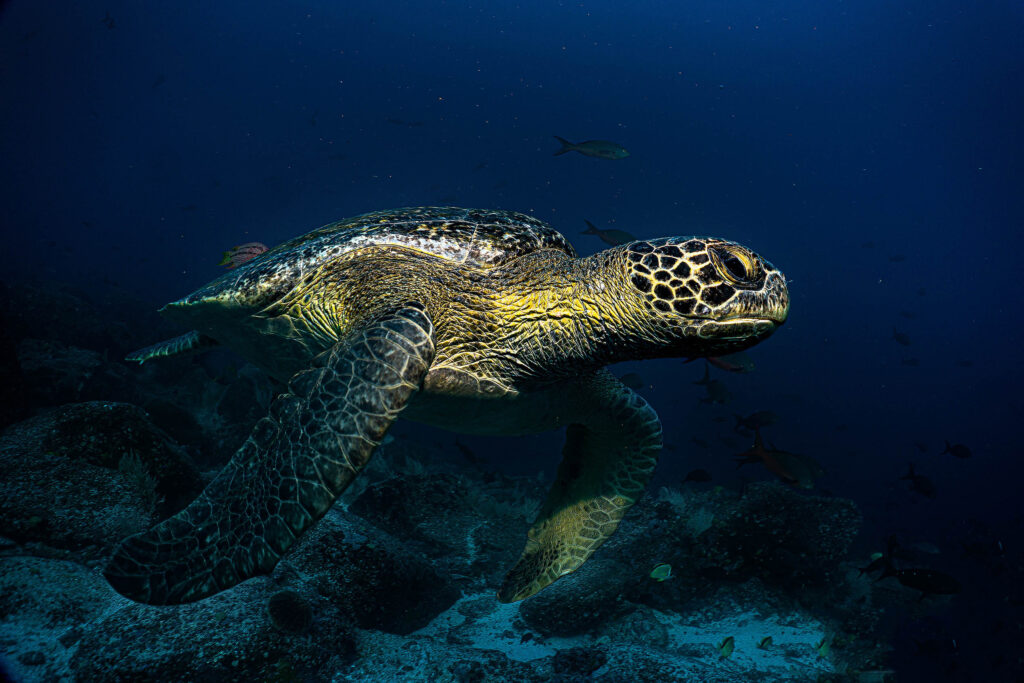 luke_divewalker_lukasz_metrycki_underwaterphotography_galapagos_turtle