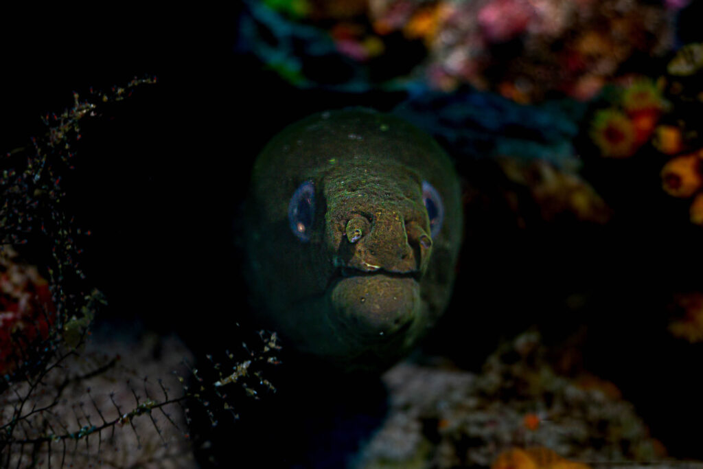 luke_divewalker_lukasz_metrycki_underwaterphotography_galapagos_moray