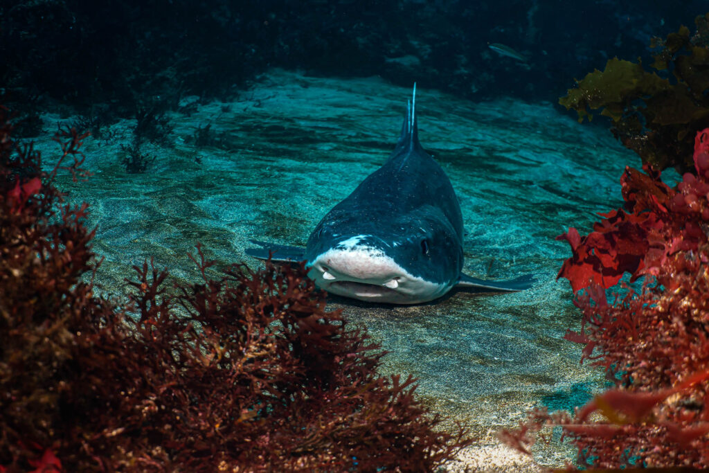 luke_divewalker_lukasz_metrycki_underwaterphotography_galapagos_shark