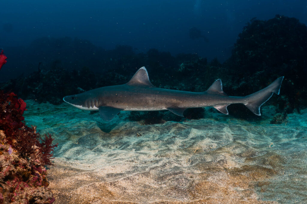 luke_divewalker_lukasz_metrycki_underwaterphotography_galapagos_shark