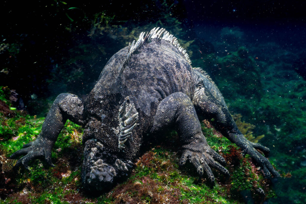 luke_divewalker_lukasz_metrycki_underwaterphotography_galapagos_iguana