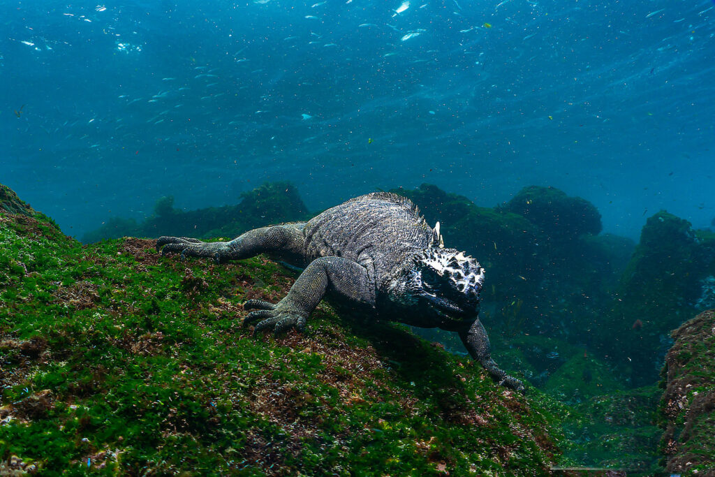 luke_divewalker_lukasz_metrycki_underwaterphotography_galapagos_iguana