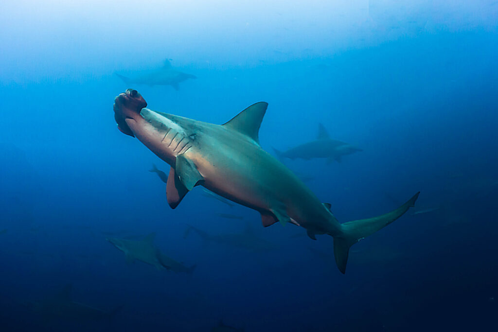 luke_divewalker_lukasz_metrycki_underwaterphotography_galapagos_hammerhead_shark