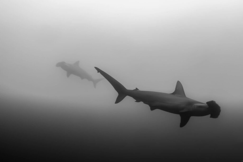 luke_divewalker_lukasz_metrycki_underwaterphotography_galapagos_hammerhead_shark