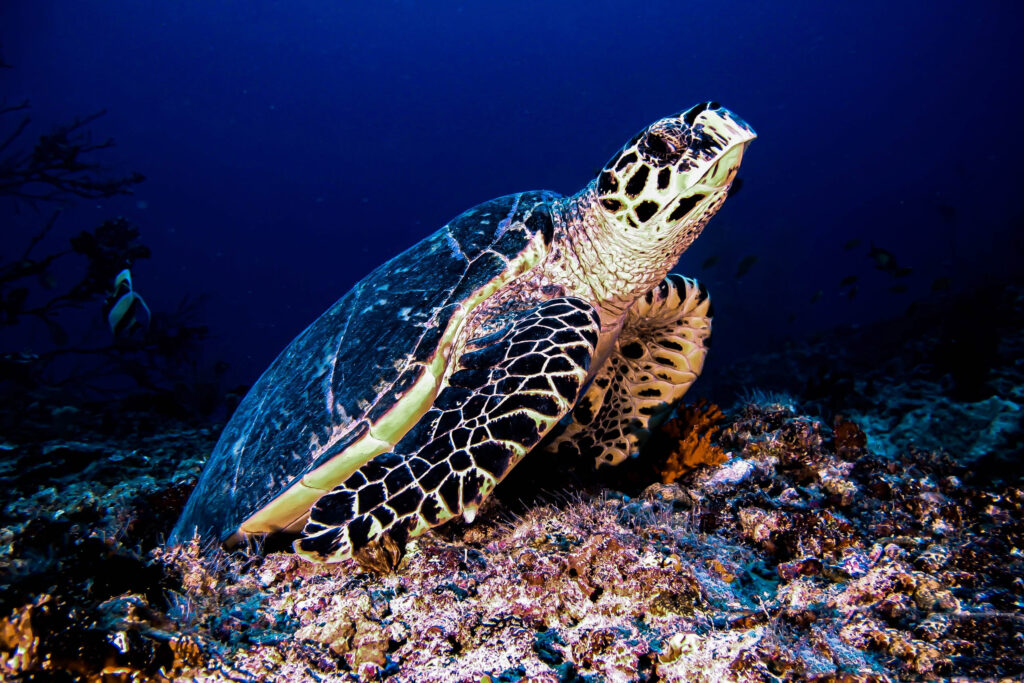 luke_divewalker_lukasz_metrycki_underwaterphotography_turtle
