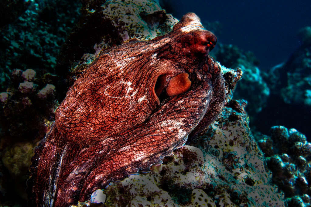 luke_divewalker_lukasz_metrycki_underwaterphotography_maldives_octopus