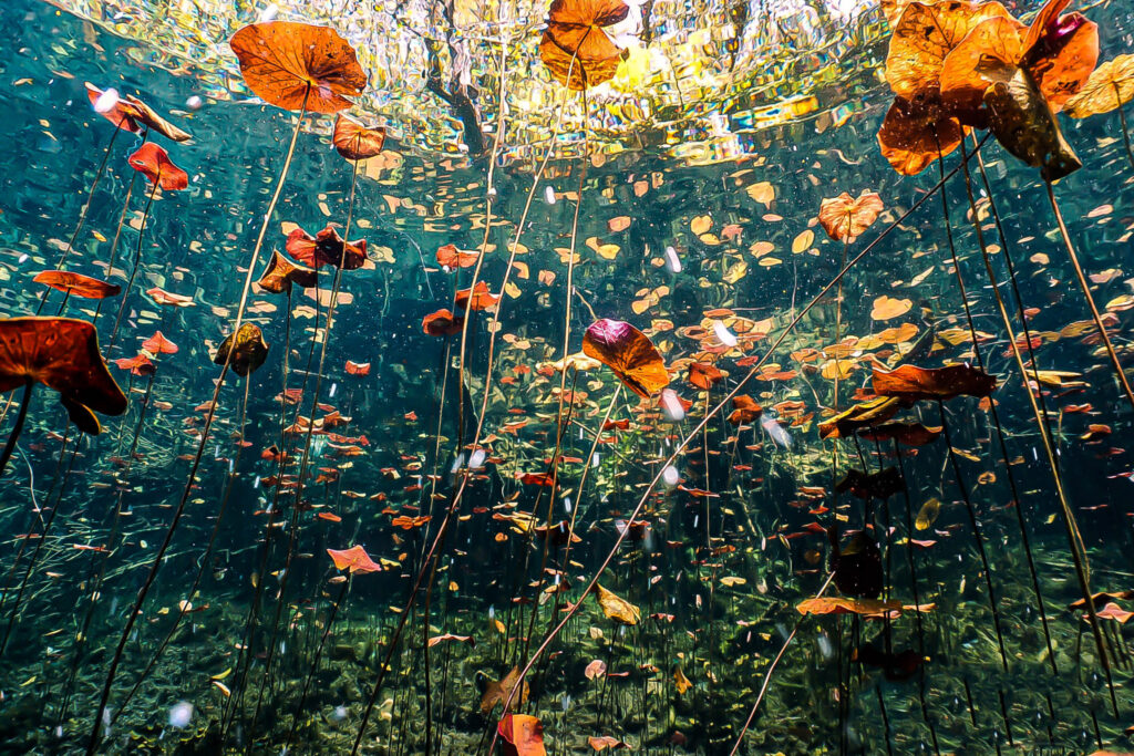 luke_divewalker_lukasz_metrycki_underwaterphotography_cenotes