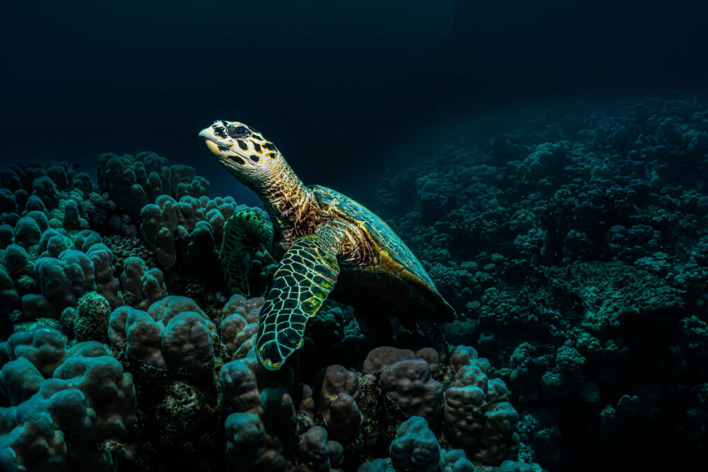 luke_divewalker_lukasz_metrycki_underwaterphotography_shagra_turtle